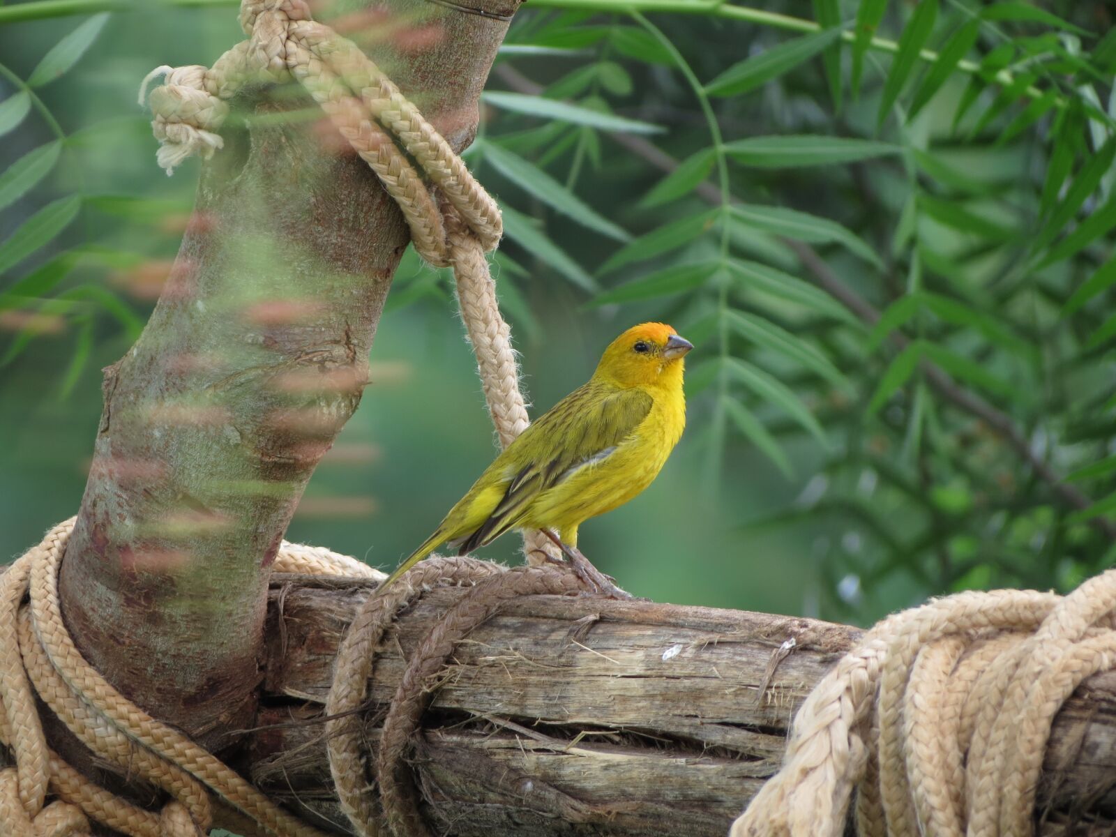 Canon PowerShot SX40 HS sample photo. Canarinho, flying, tropical bird photography