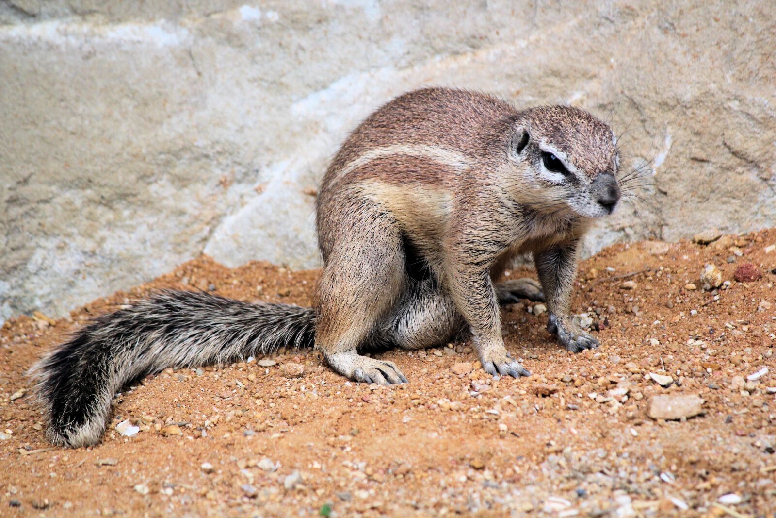 Canon EOS 550D (EOS Rebel T2i / EOS Kiss X4) sample photo. The squirrel, a squirrel photography