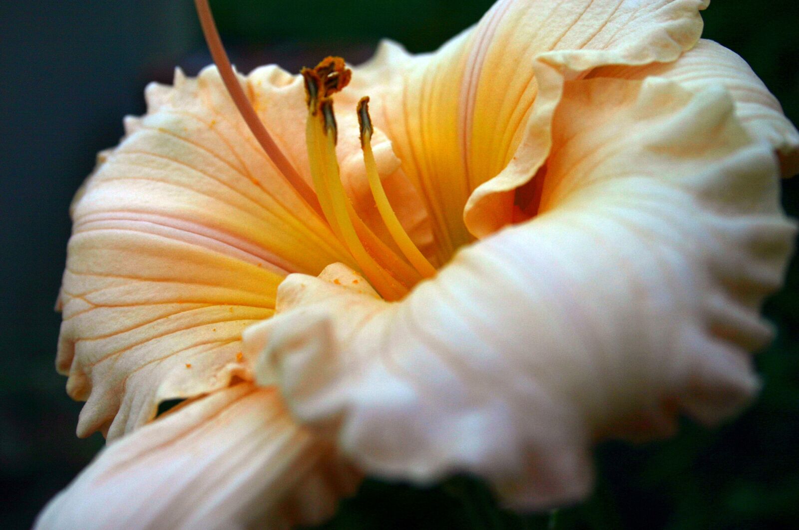 Canon EOS 300D (EOS Digital Rebel / EOS Kiss Digital) sample photo. Daylily, lily, flower photography