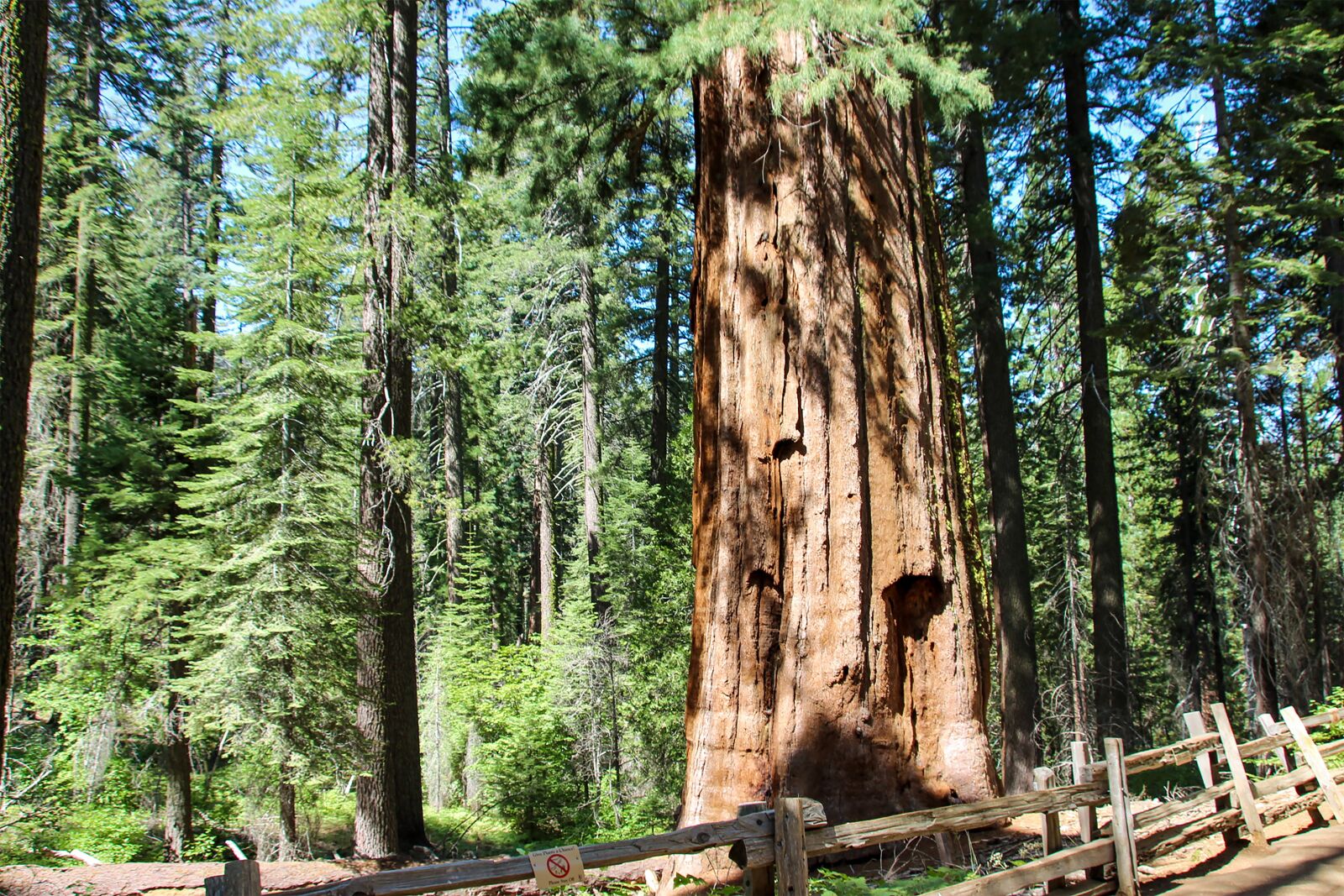 Canon EOS 600D (Rebel EOS T3i / EOS Kiss X5) sample photo. Tuolumne grove, yosemite, california photography