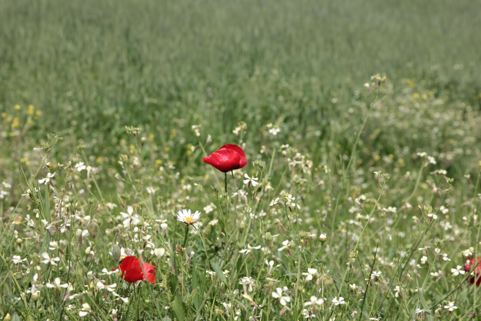 Canon EF 24-70mm F2.8L II USM sample photo. Poppies, poppy, papaver rhoeas photography