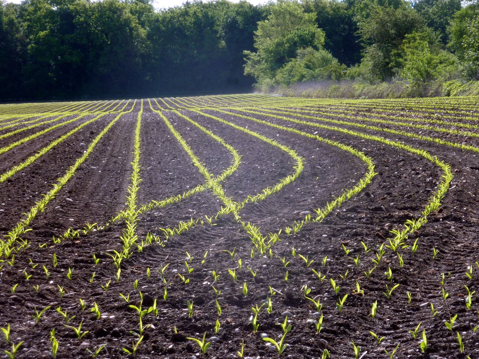 Panasonic DMC-TZ7 sample photo. Agriculture, corn, fields photography