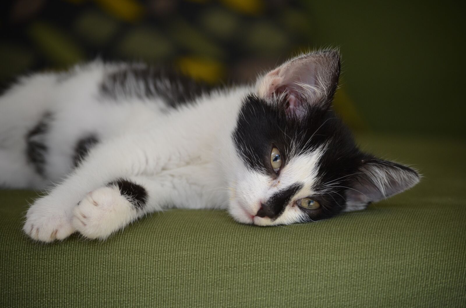 Nikon D5100 sample photo. Cat, baby cat, cat photography