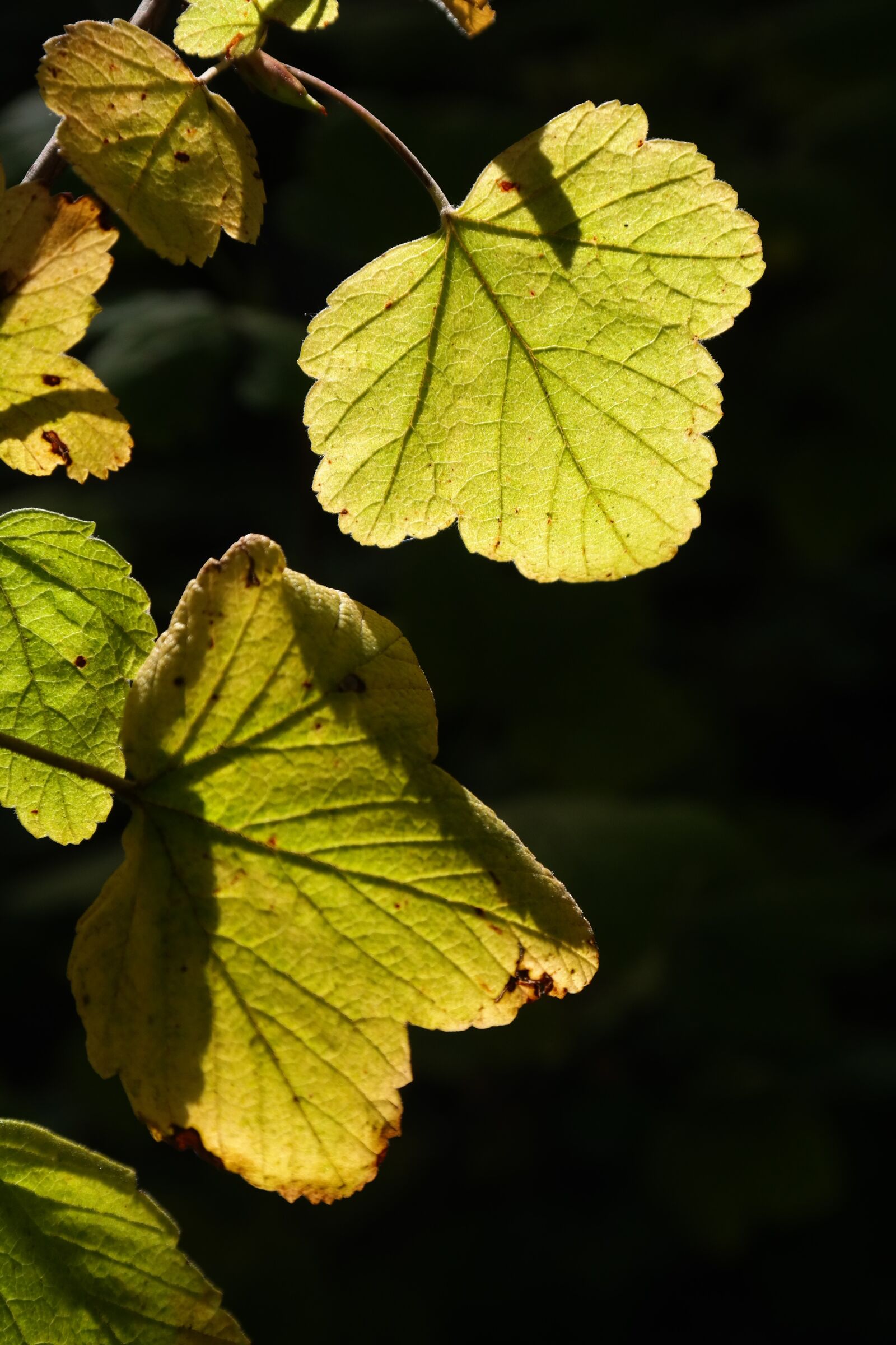 Samsung NX300 sample photo. Leaf, backlighting, bright photography