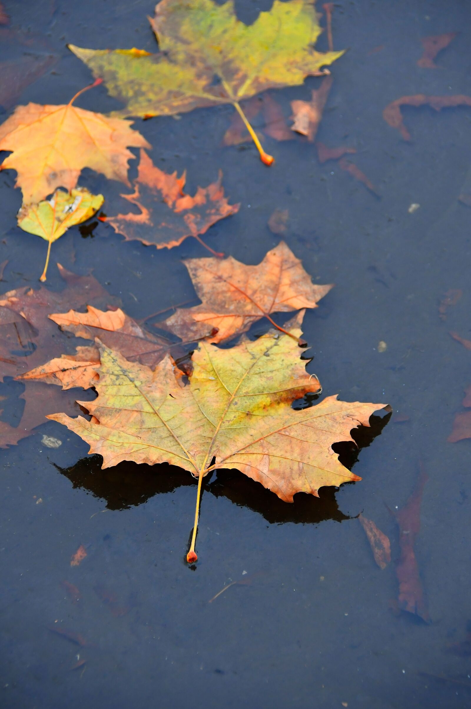 Nikon D3200 sample photo. Leaves, ice, frozen photography