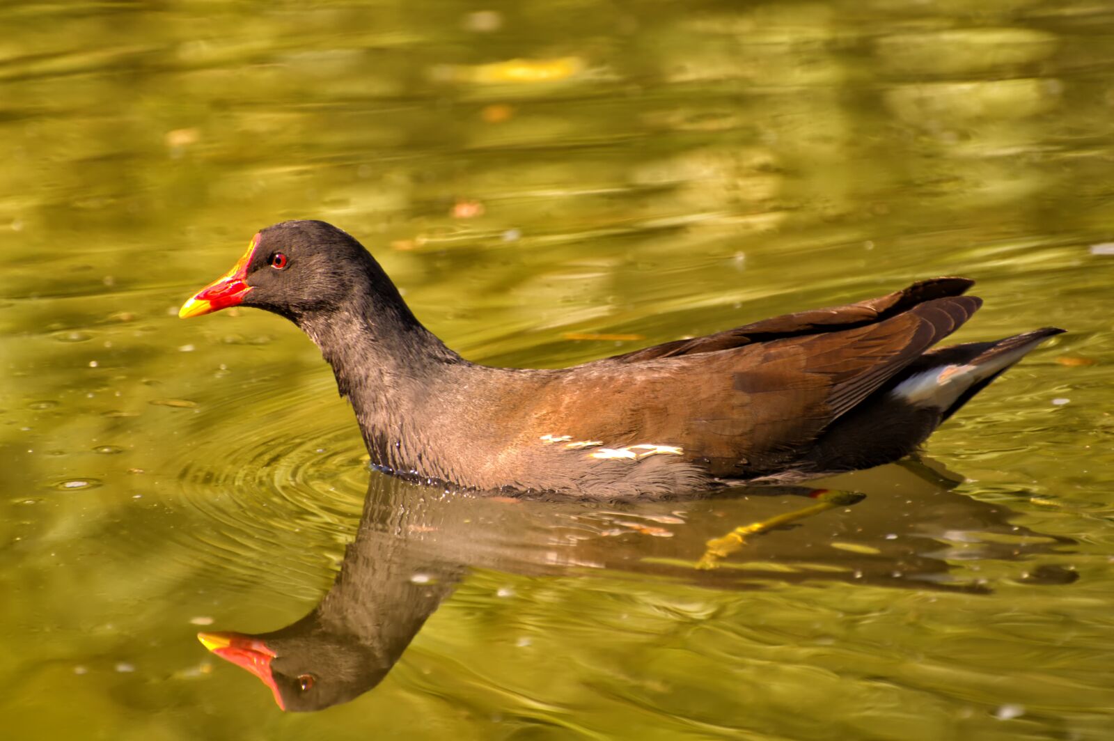 Nikon D3200 sample photo. Birds, water, nature photography