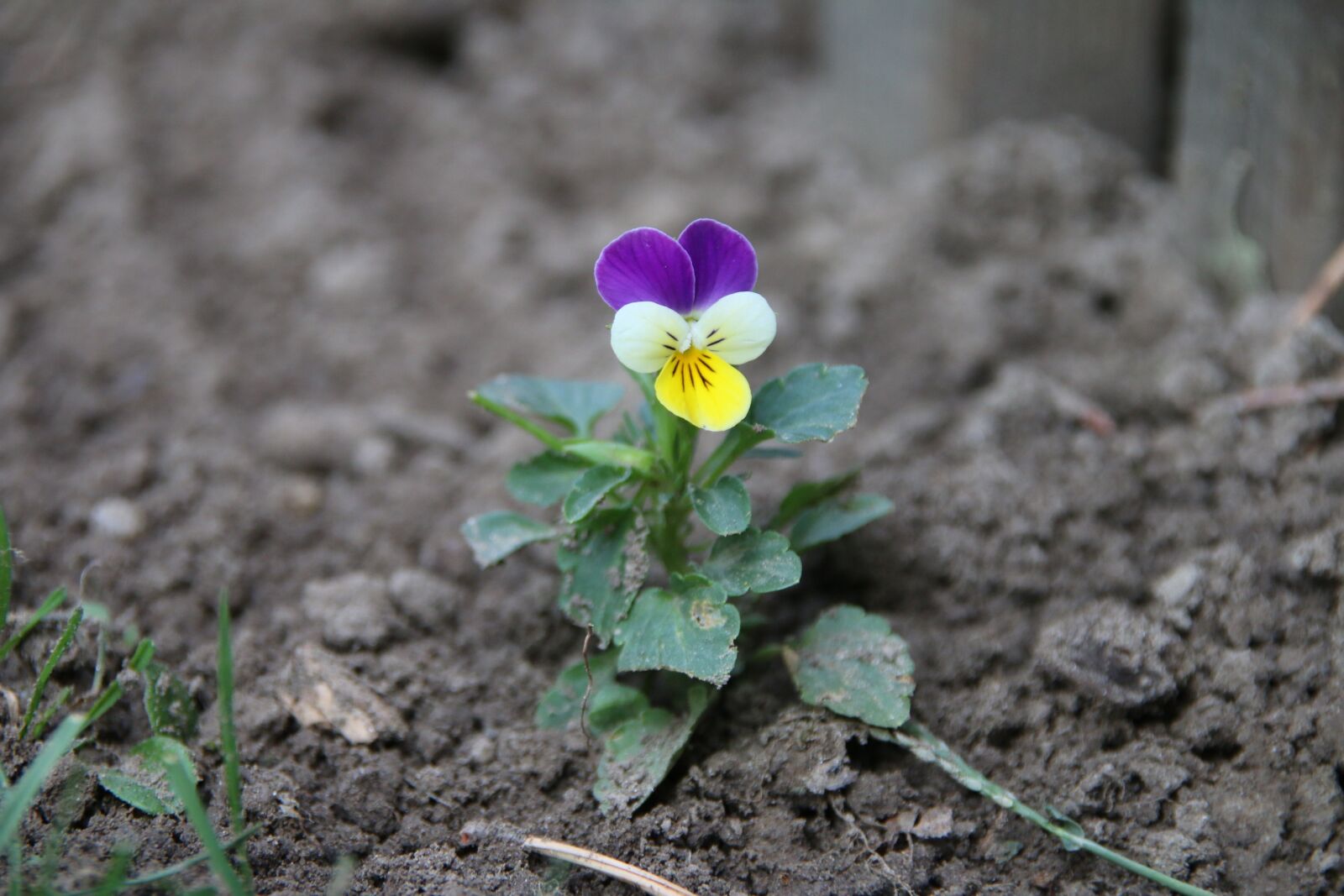 Canon EOS 70D sample photo. Flower, lonely flower, 400–500 photography