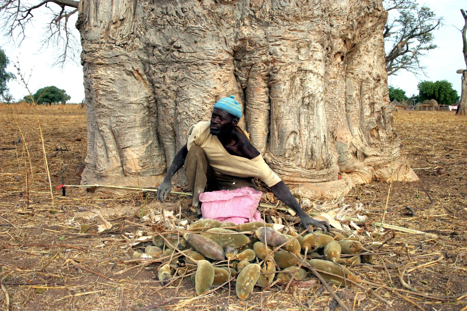 Canon EOS 20D sample photo. Man, collects, fruit, baobab photography