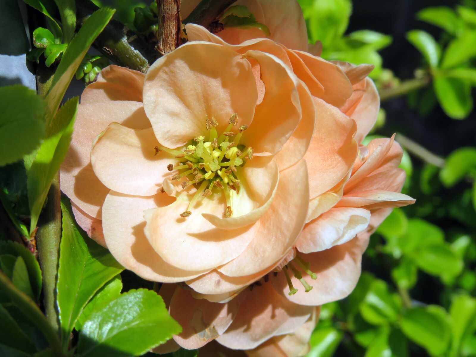 Canon PowerShot SX540 HS sample photo. Flower, peach, spring photography