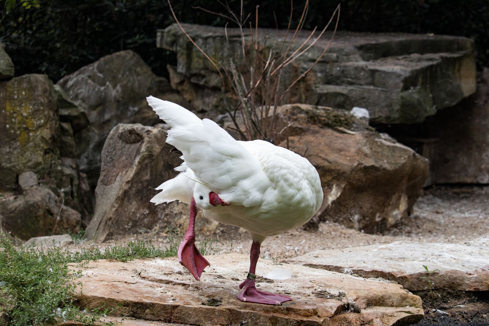 Canon EF-S 55-250mm F4-5.6 IS STM sample photo. Coscoroba swan, swan, magpie photography