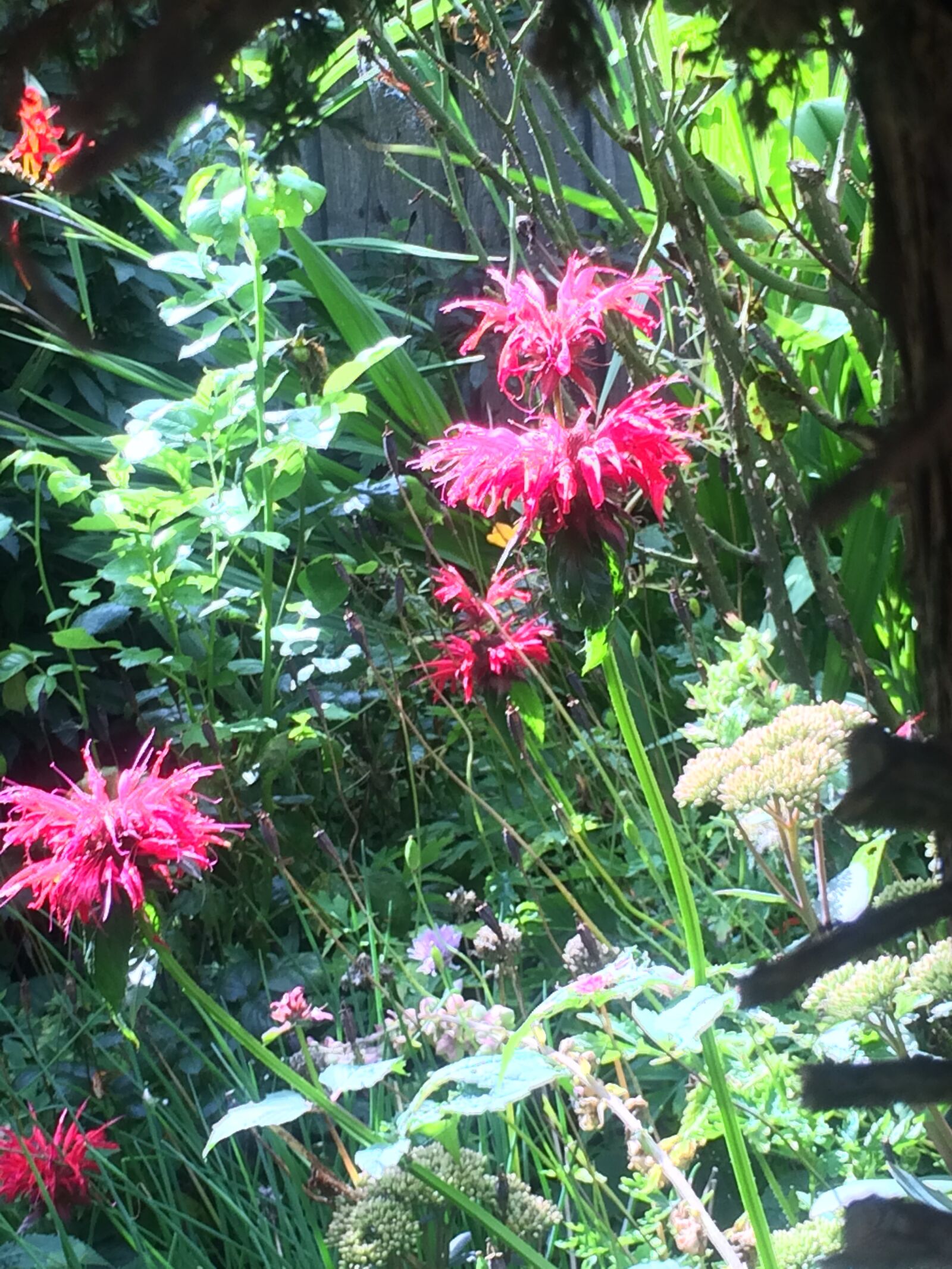 iPhone 5s back camera 4.15mm f/2.2 sample photo. Garden, flowers, flora photography