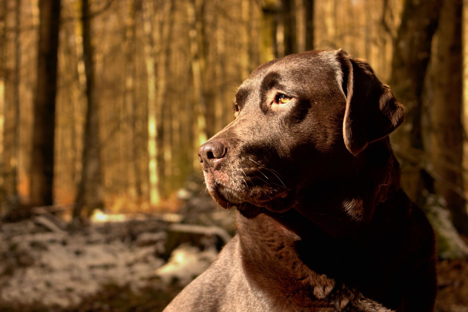 Canon EOS 700D (EOS Rebel T5i / EOS Kiss X7i) sample photo. Dog, friend, sun photography