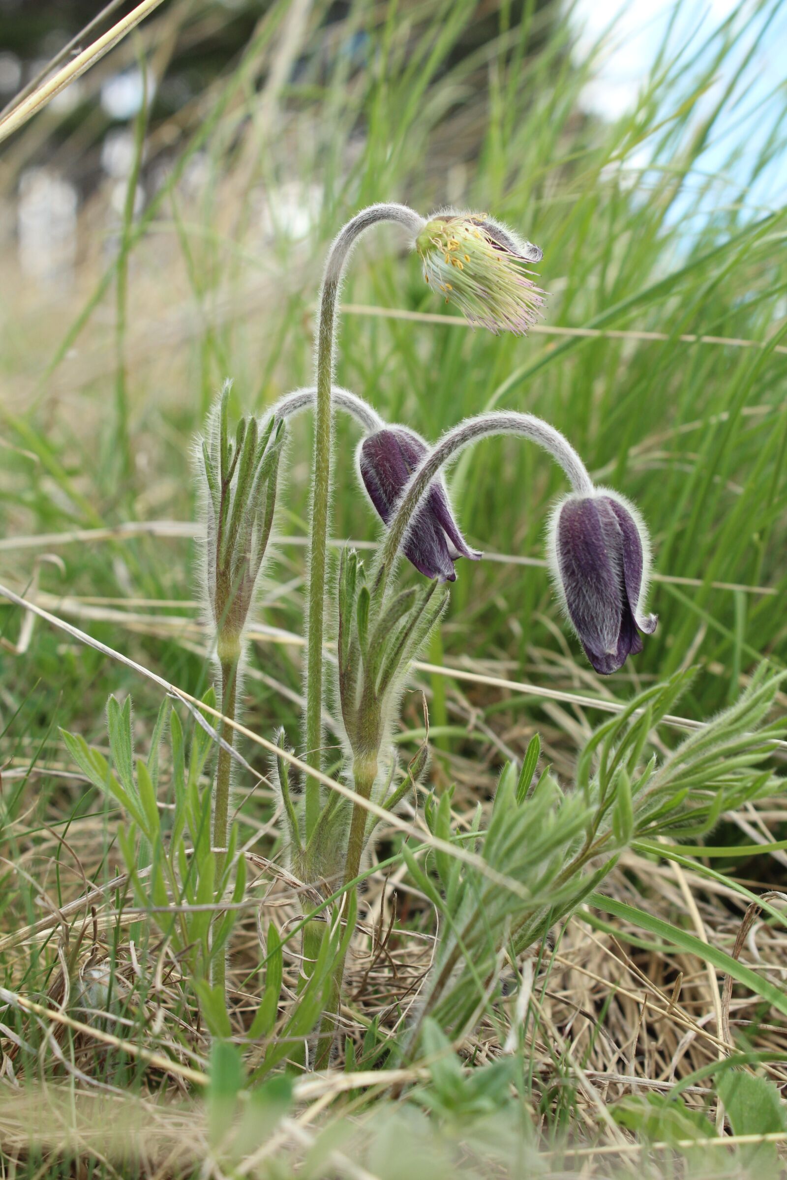 Canon EOS 1300D (EOS Rebel T6 / EOS Kiss X80) sample photo. Wildflowers, nature, floral photography