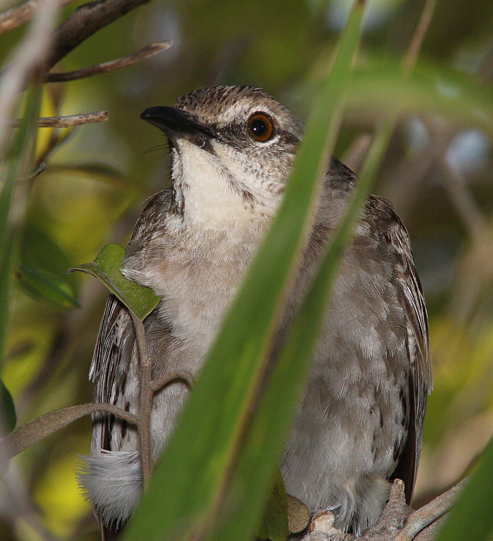 Canon EF 300mm F4L IS USM sample photo
