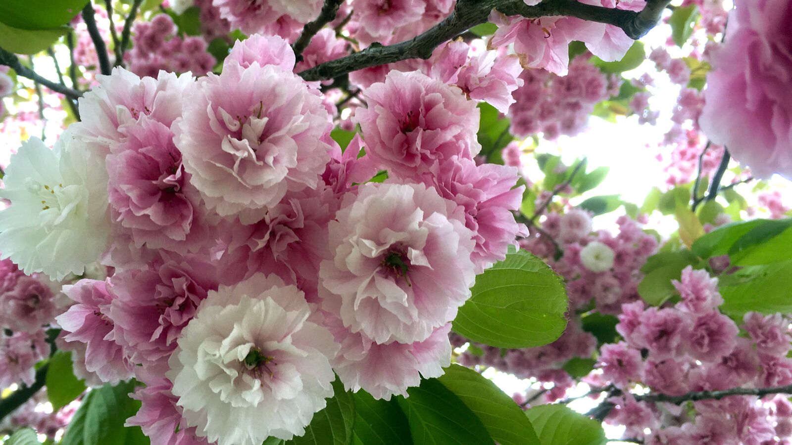 Apple iPhone 6s sample photo. Cherry blossom, blossom, cherry photography