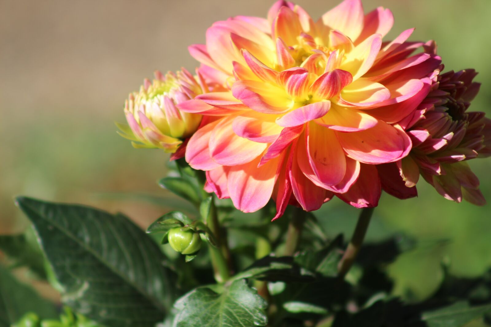 Canon EF75-300mm f/4-5.6 sample photo. Flower, spring, dahlia photography