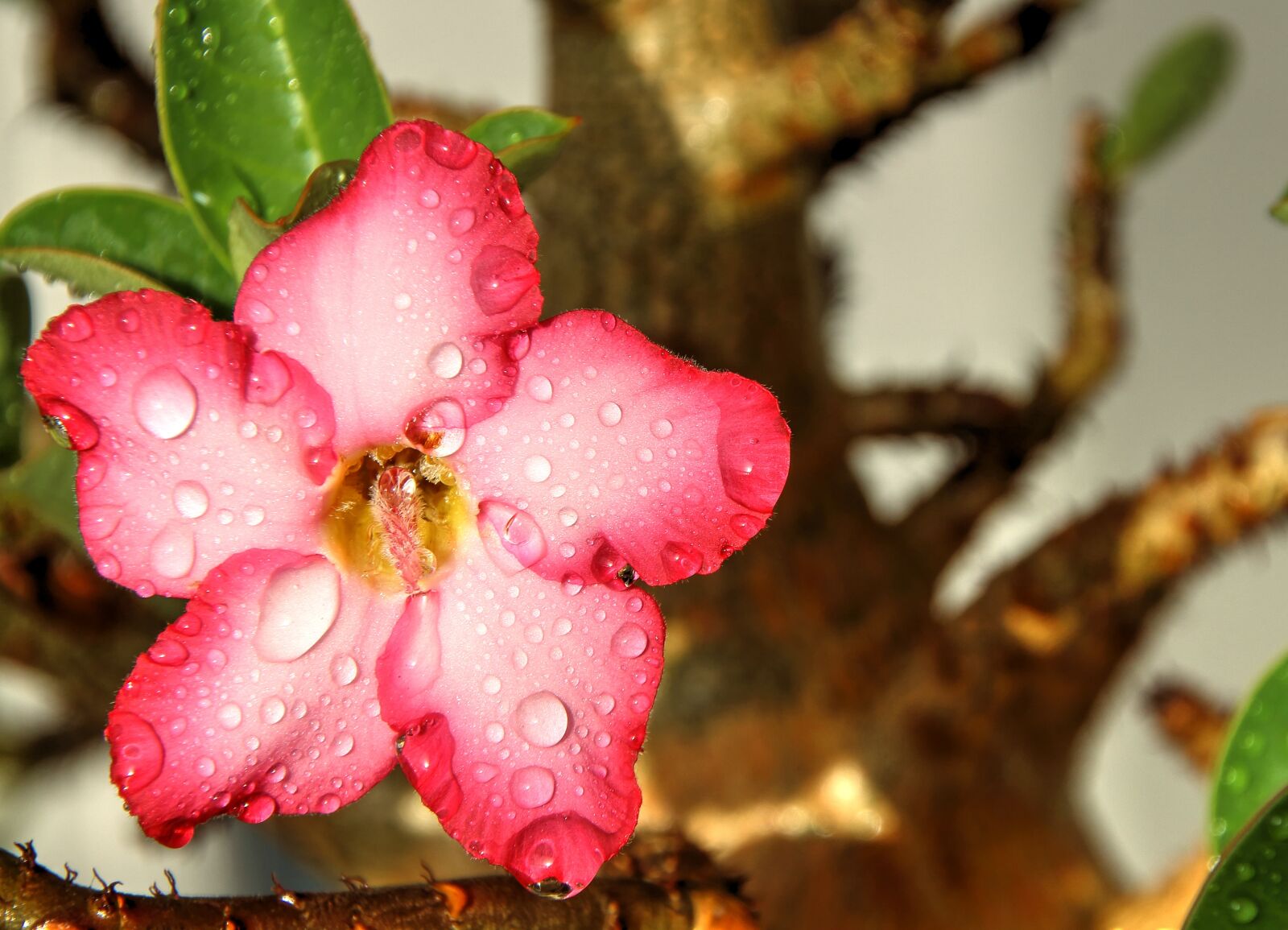 Canon EOS 700D (EOS Rebel T5i / EOS Kiss X7i) sample photo. Flower, pink, flowers photography