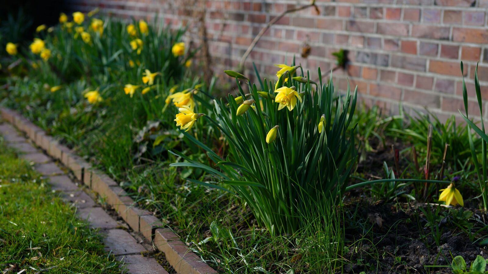 Sony a99 II + Sony Planar T* 50mm F1.4 ZA SSM sample photo. Daffodils, spring, yellow flowers photography