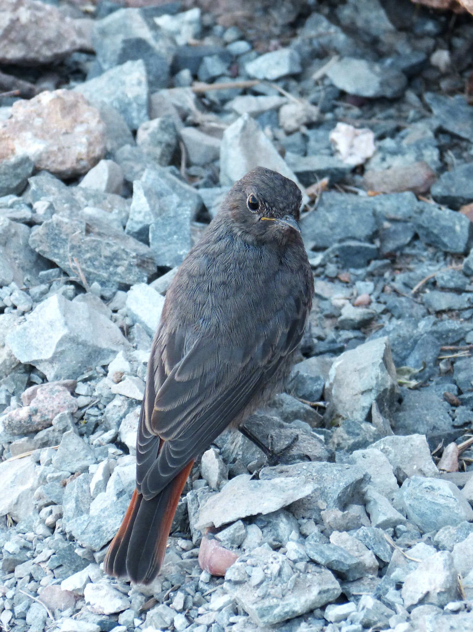 Panasonic DMC-FZ62 sample photo. Phoenicurus ochruros, black redstart photography