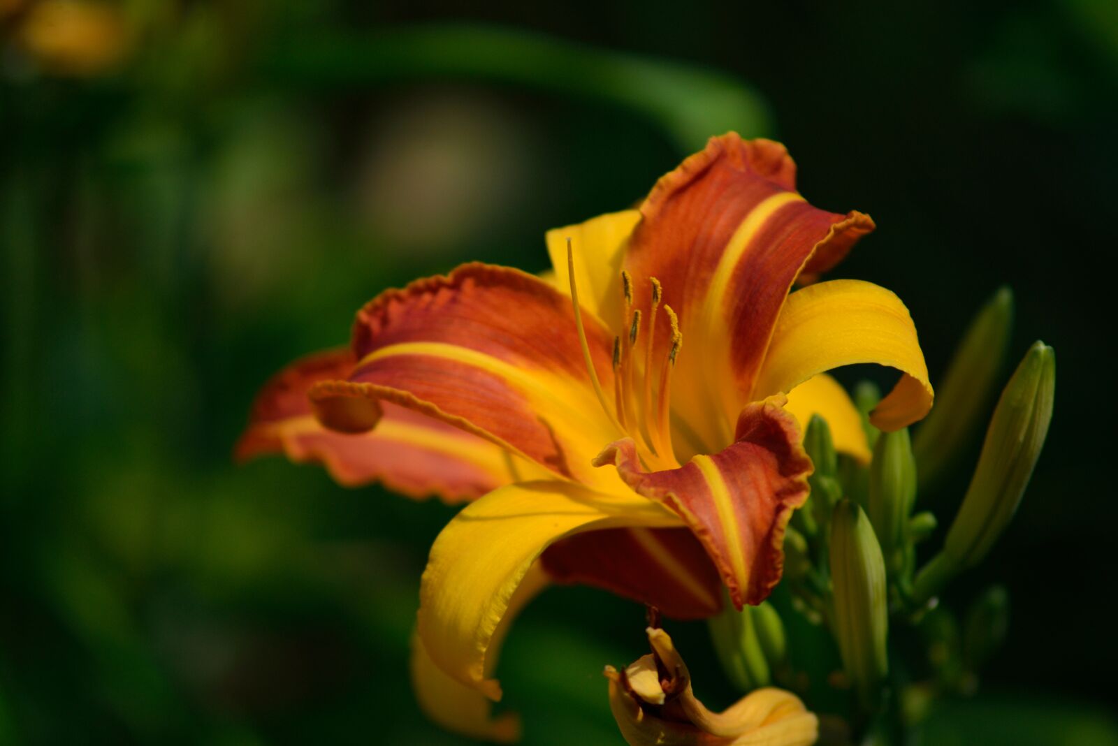 Nikon D600 + AF Zoom-Nikkor 75-300mm f/4.5-5.6 sample photo. Blume, bunga, fleur, flor photography