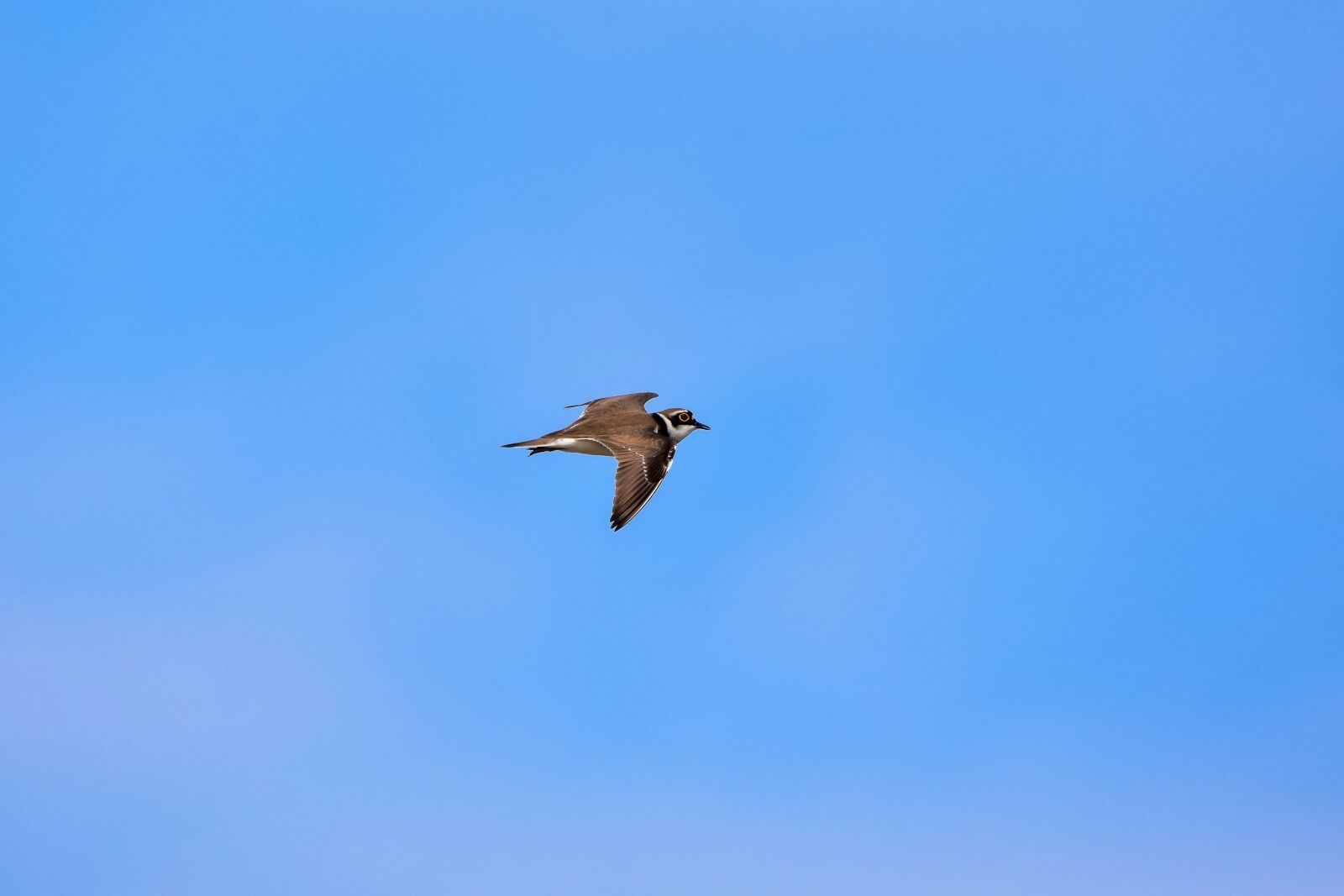 Nikon D7200 sample photo. Animal, sky, bird photography