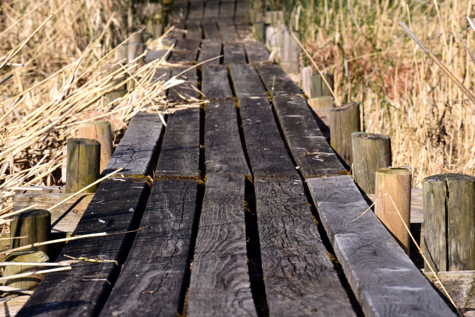 Nikon D3300 sample photo. Web, planks, grass photography