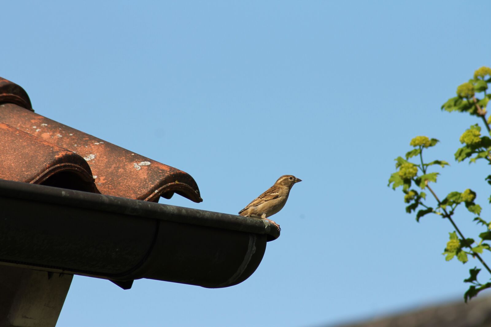 Canon EOS 1100D (EOS Rebel T3 / EOS Kiss X50) sample photo. Bird, roof, nature photography
