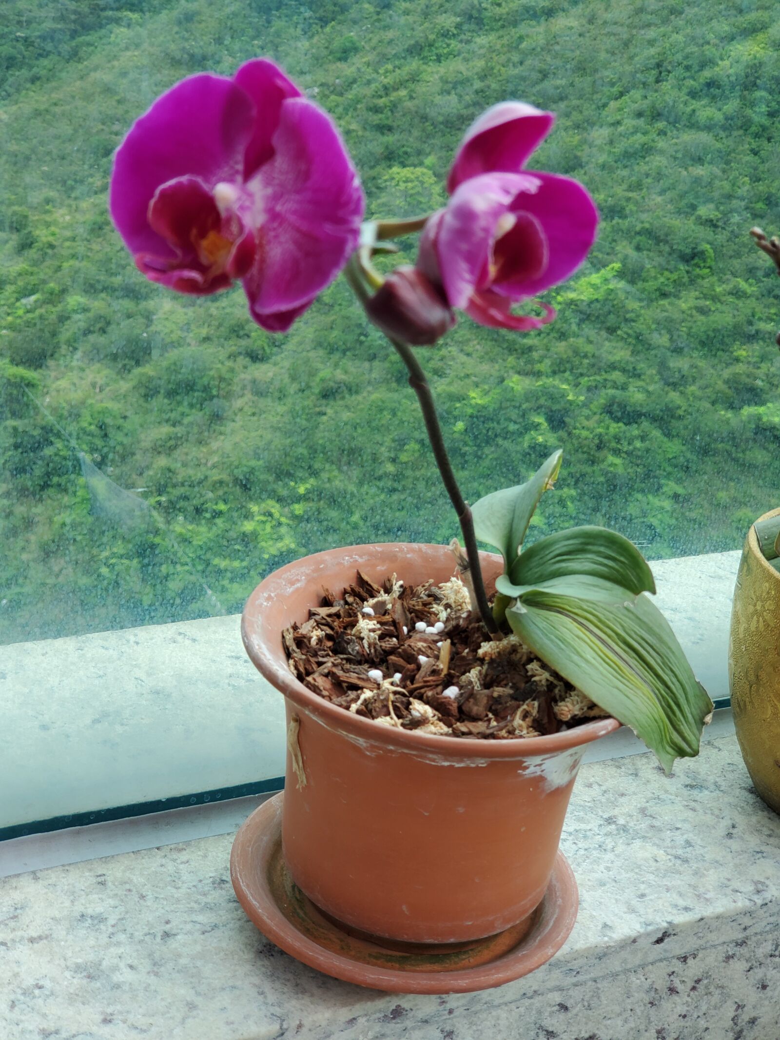 Samsung Galaxy S10+ sample photo. Orchid, flower, blossom photography