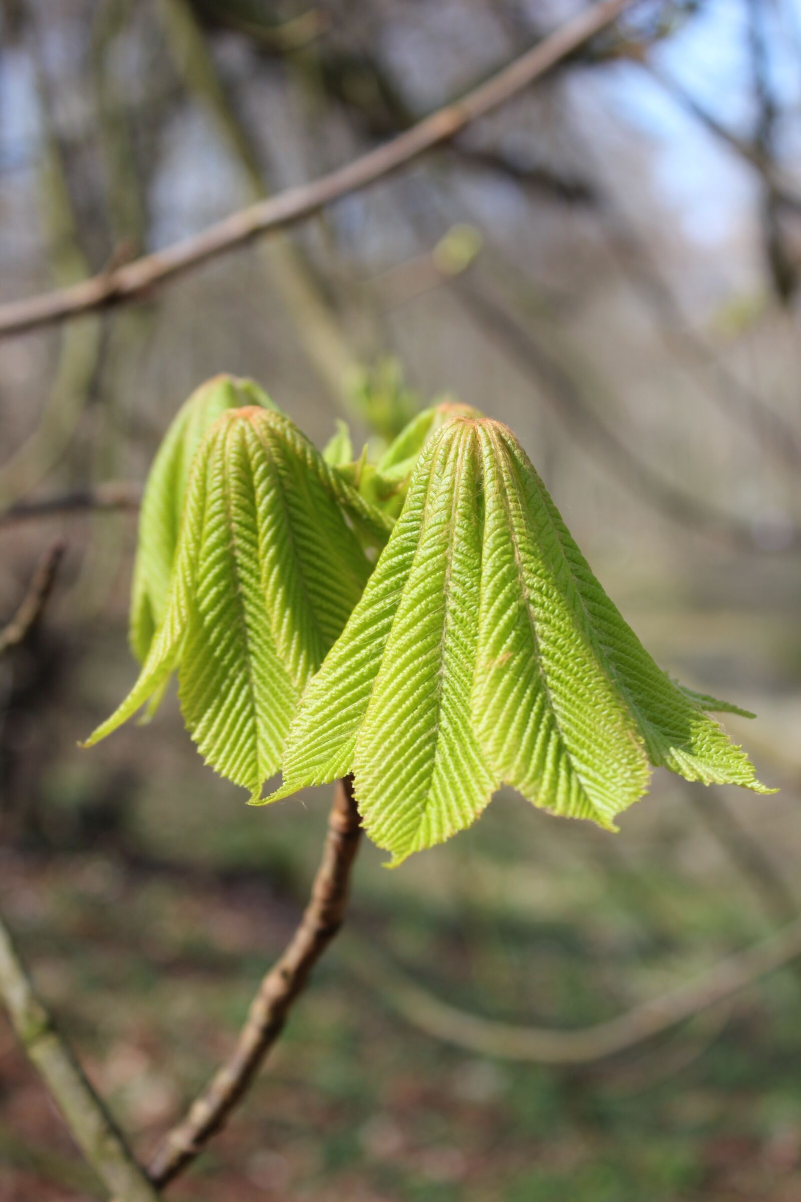 Canon EOS 550D (EOS Rebel T2i / EOS Kiss X4) sample photo. Chestnut, tree, leaf photography
