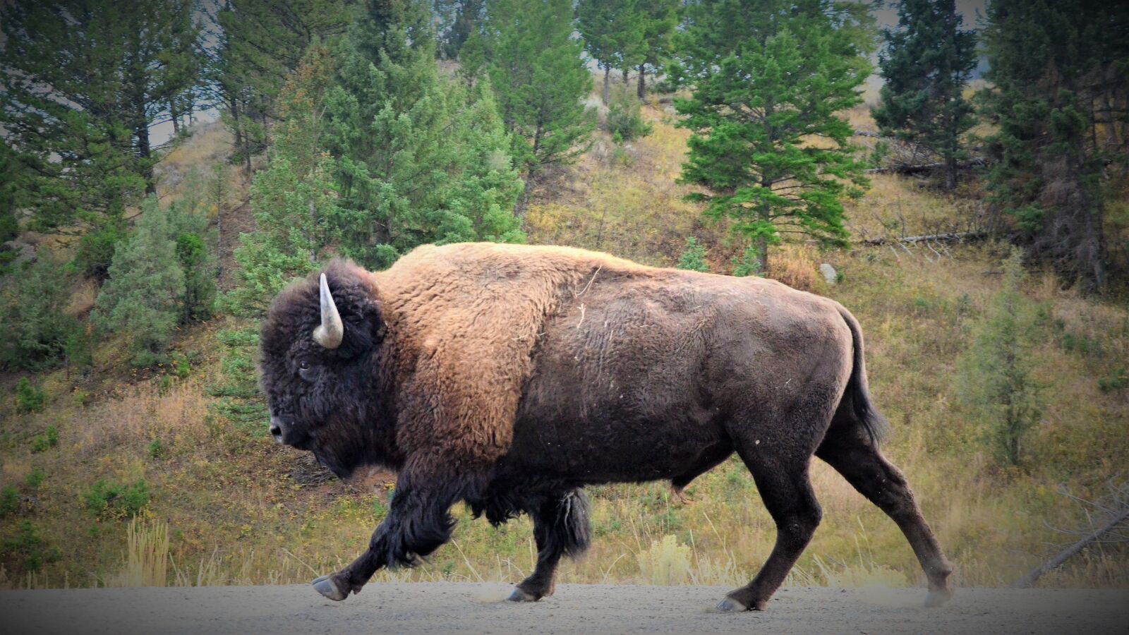 Nikon D5100 sample photo. Bison, buffalo, bull photography