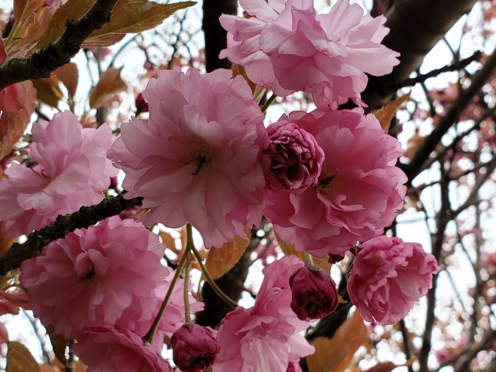 Samsung Galaxy Note9 sample photo. Cherry, blossom, pink photography