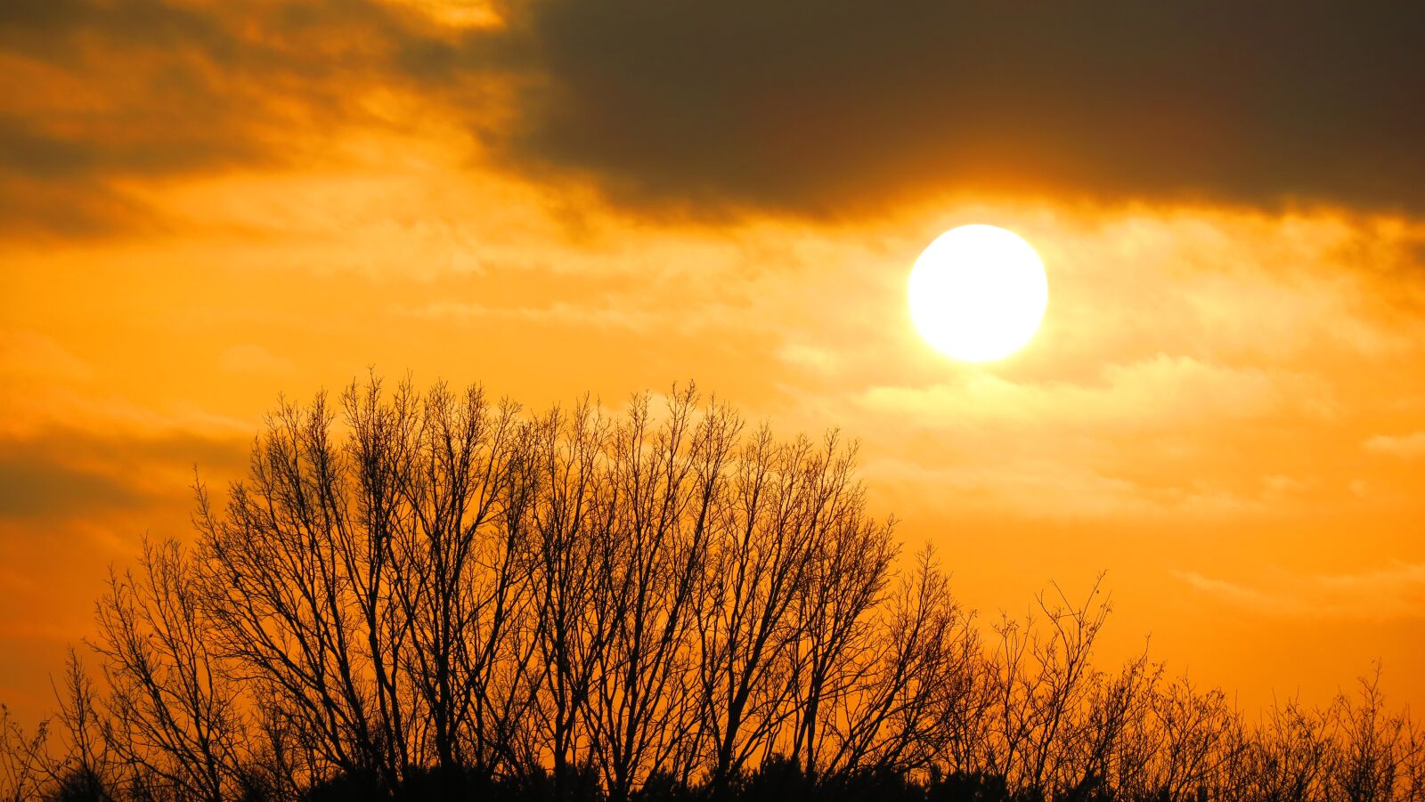 Canon PowerShot G3 X sample photo. Sunset, sun, tree photography