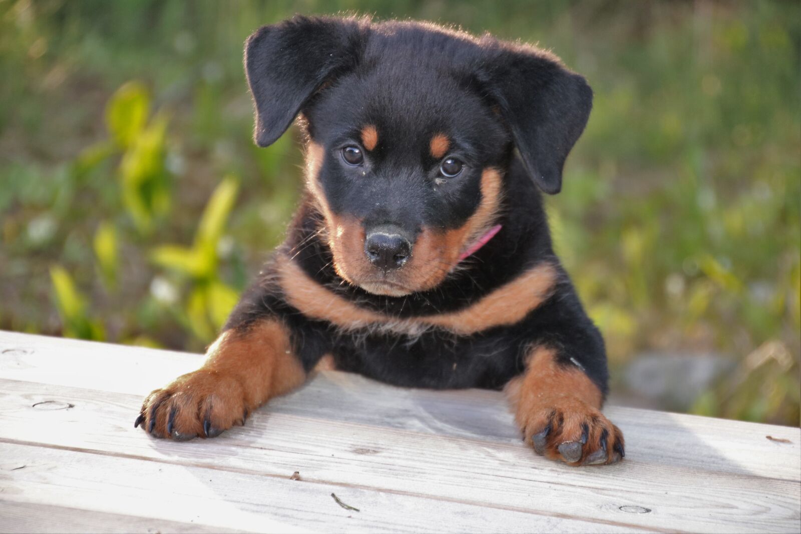 Canon EOS 750D (EOS Rebel T6i / EOS Kiss X8i) sample photo. Rottweiler, puppy, dog photography
