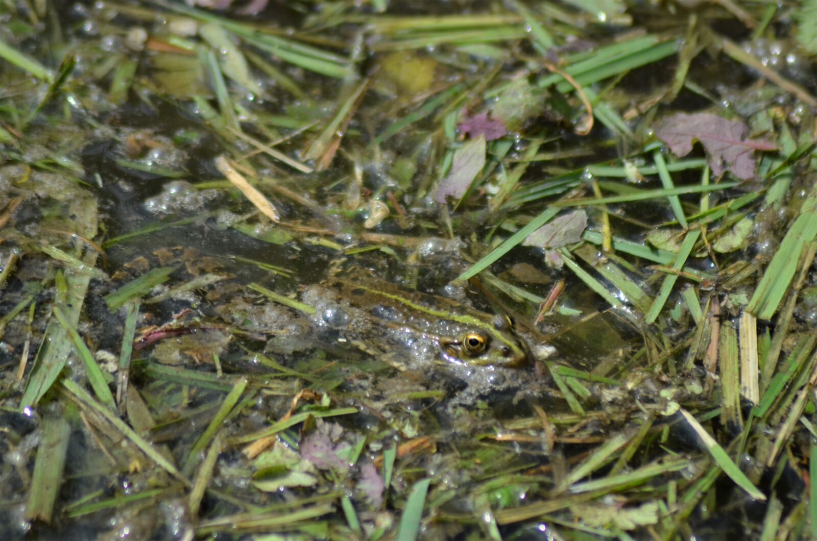 Nikon D5100 sample photo. Green frog, mare, marsh photography