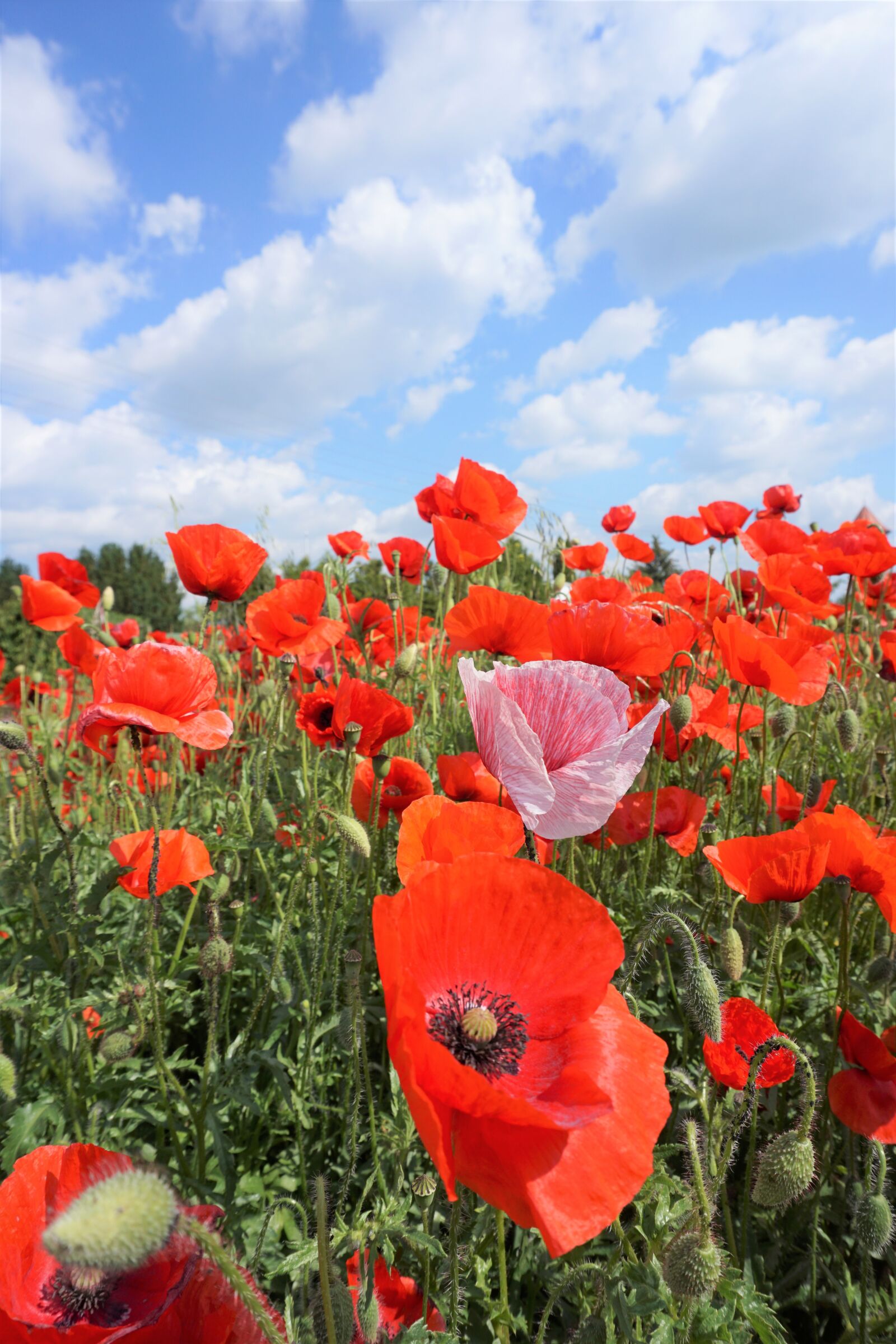 Sony a6000 sample photo. Poppy, poppy flower, nature photography