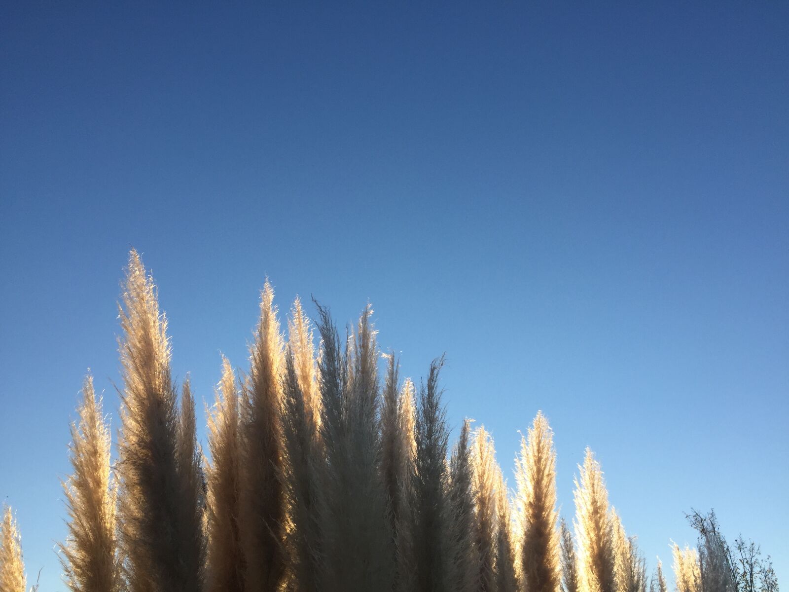 iPhone 6 back camera 4.15mm f/2.2 sample photo. Back, light, evening, sun photography