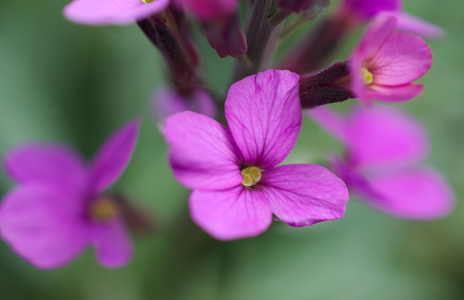 Nikon D3300 sample photo. Flower, violet, small photography