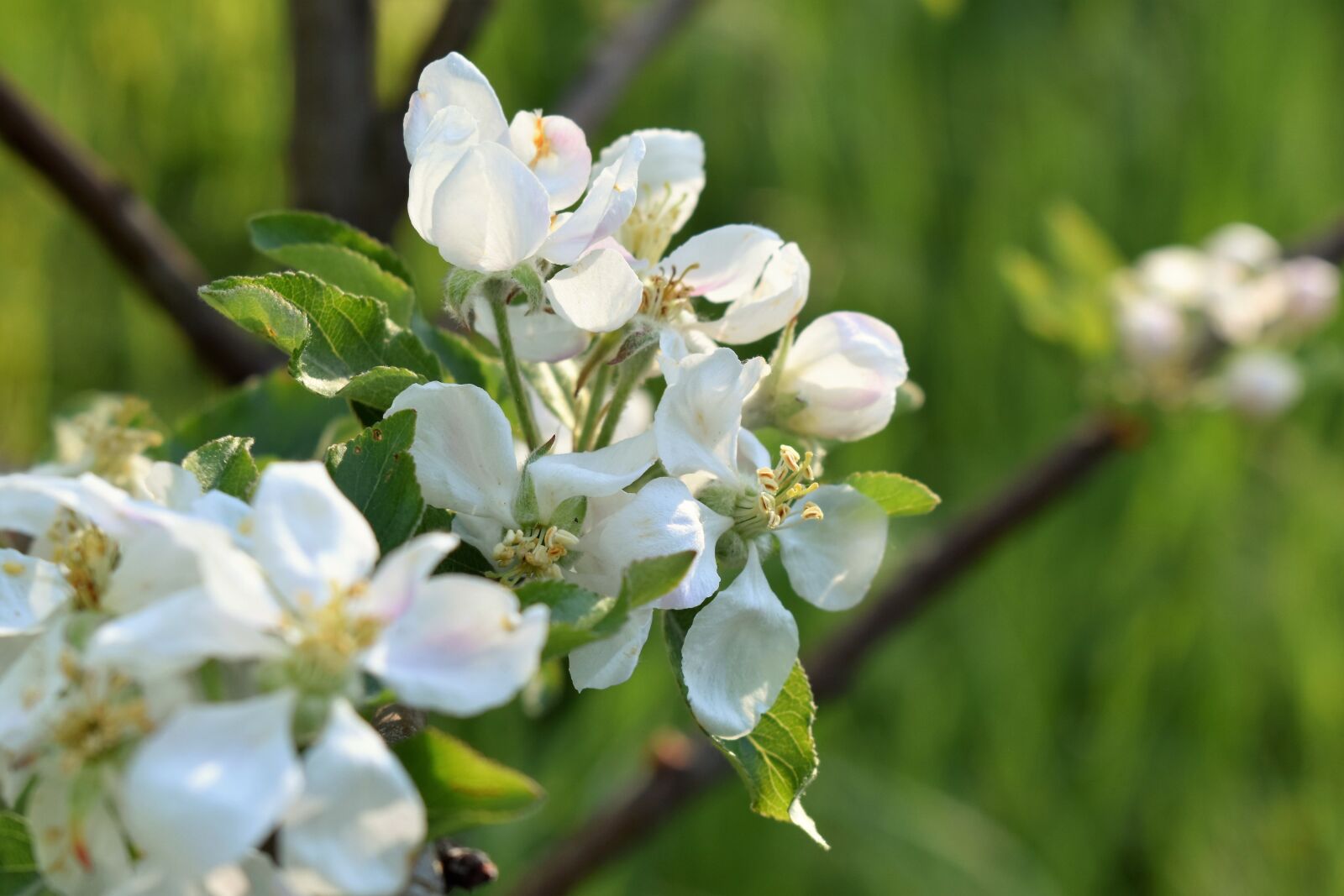 Nikon D5500 sample photo. Apple tree, tree, branch photography
