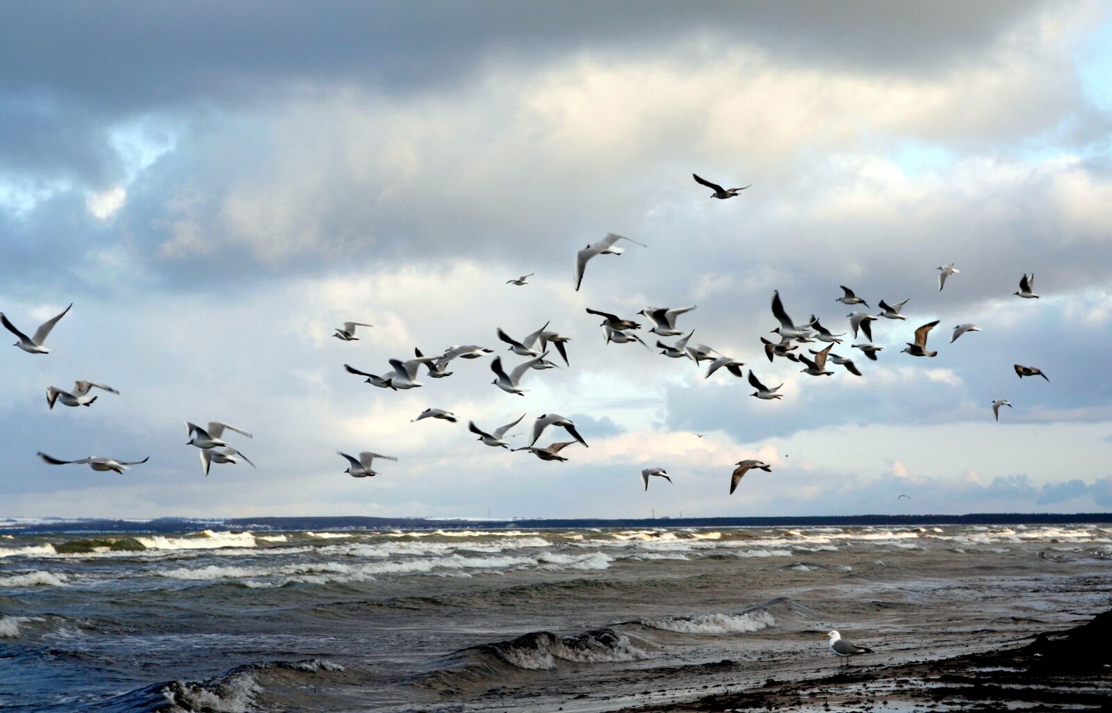 Canon EOS 450D (EOS Rebel XSi / EOS Kiss X2) sample photo. Gulls, swarm, beach photography