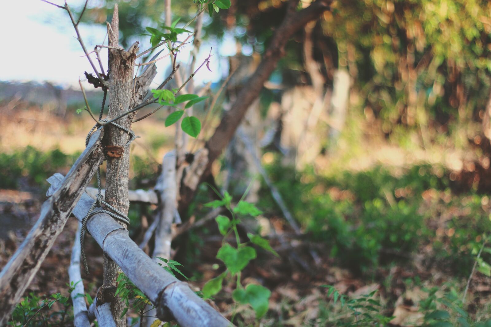 Canon EF 50mm F1.8 II sample photo. Grass, nature, forest photography