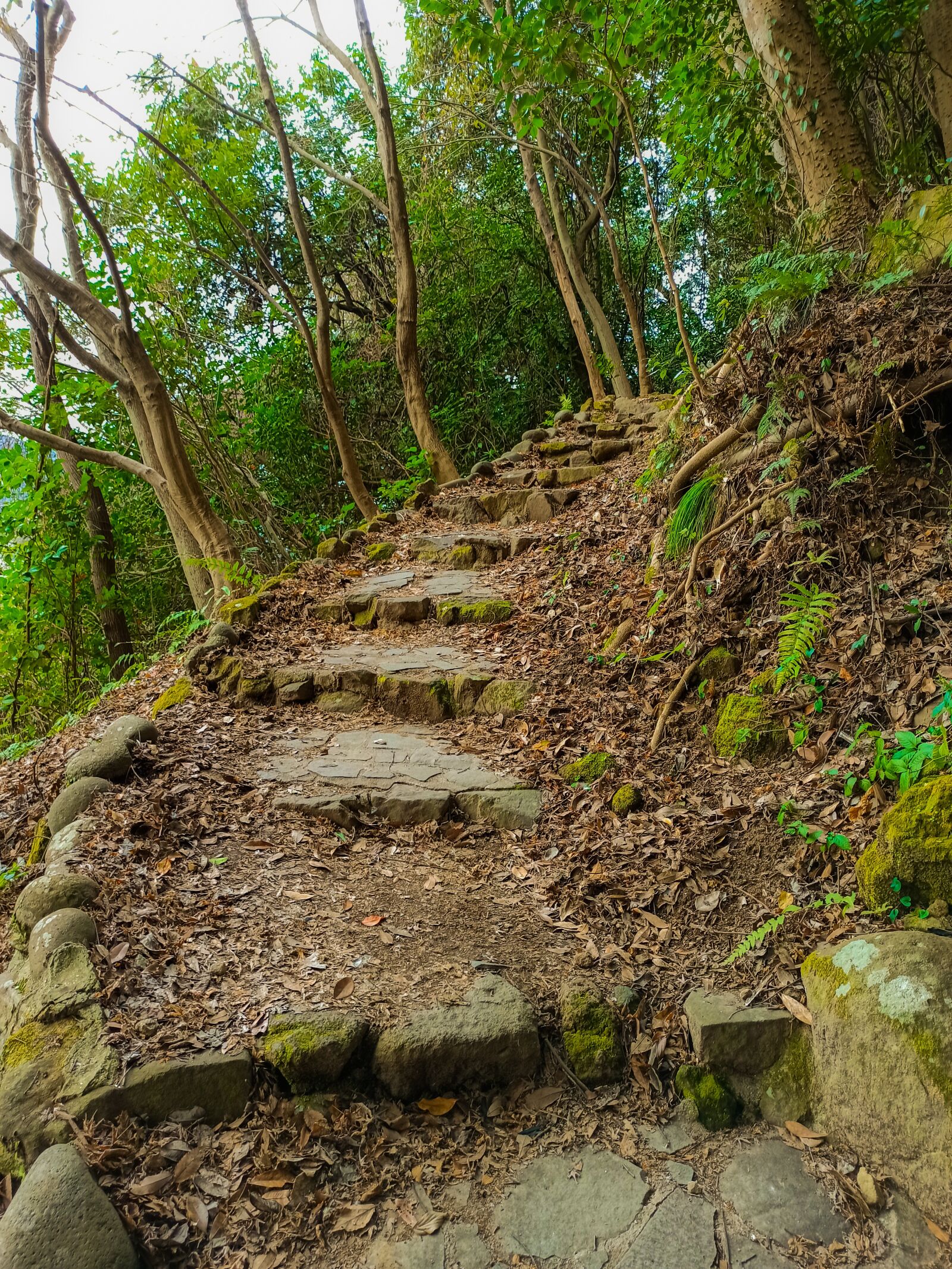 Xiaomi Redmi Note 8 Pro sample photo. Nature, trees, mountain photography