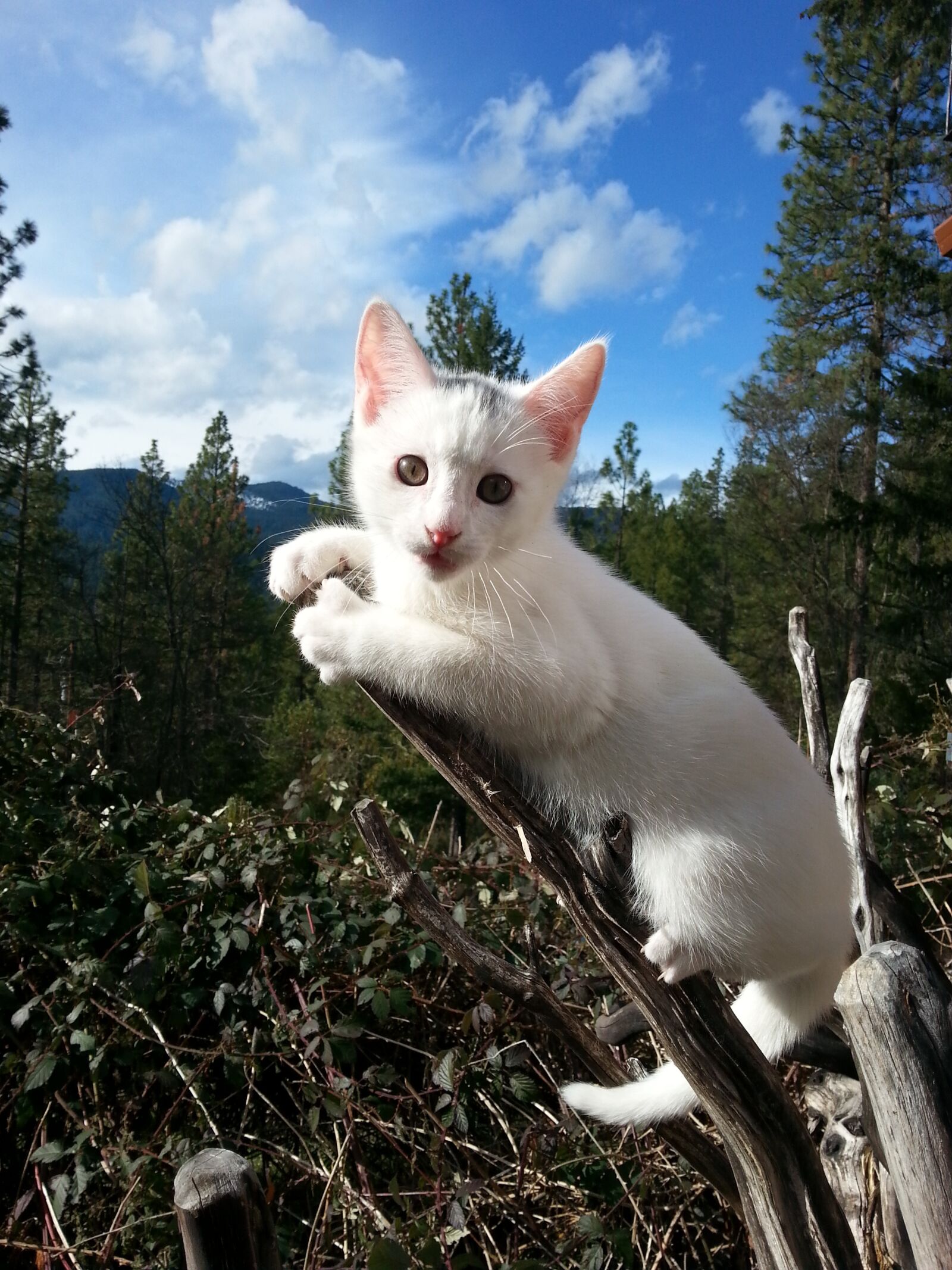 Samsung Galaxy S3 sample photo. Kitten, nature, white photography