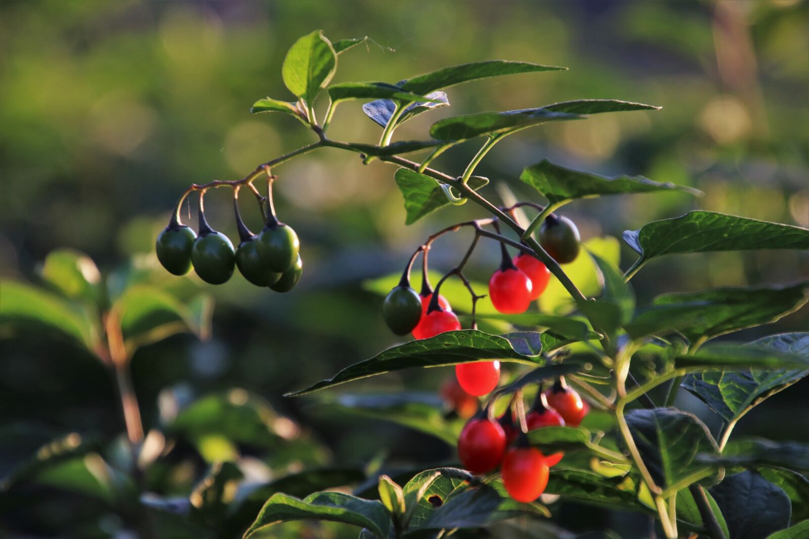 Canon EOS 80D sample photo. In the forest, berries photography