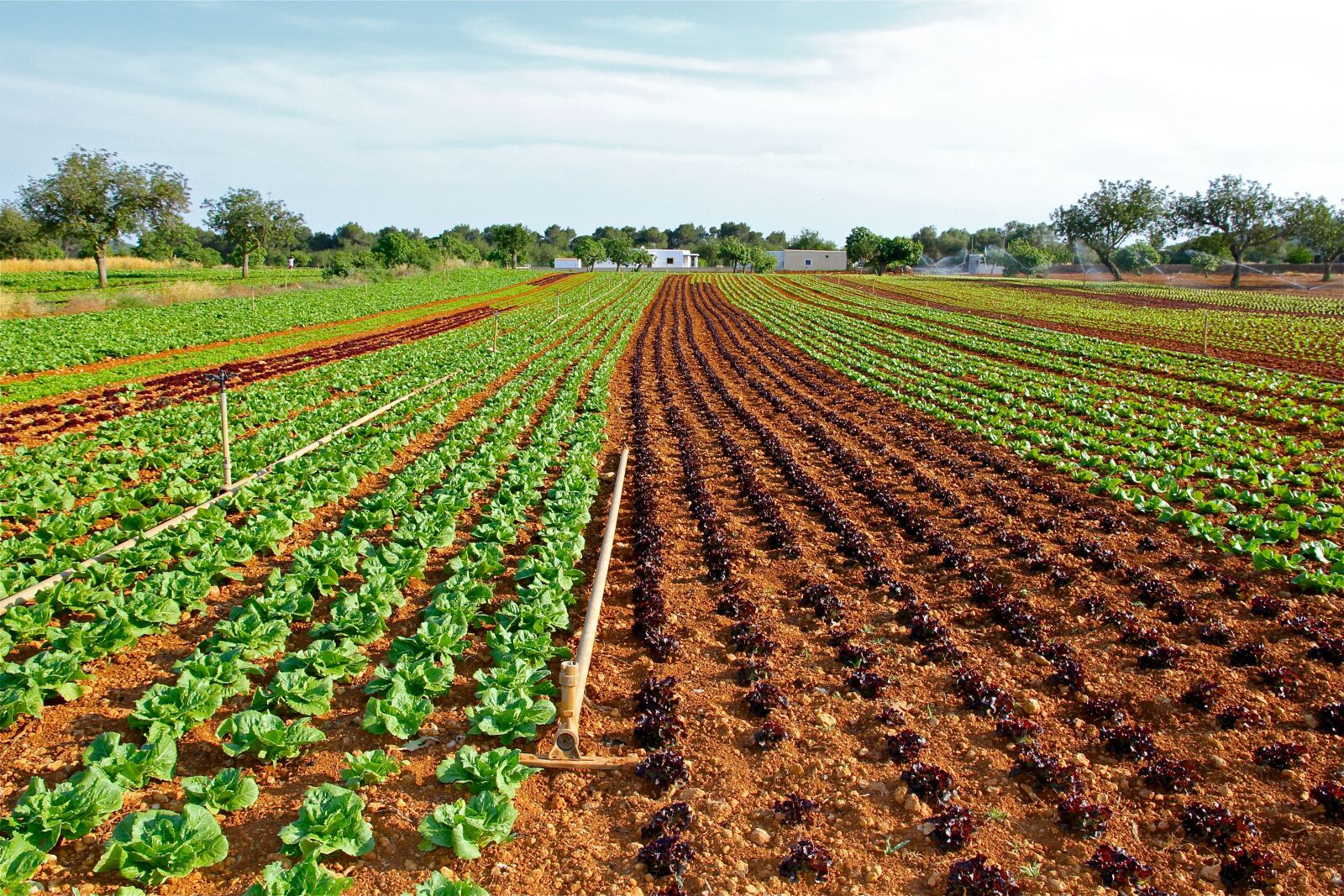 Canon EOS 7D sample photo. Lettuce field, cultivation, vegetable photography