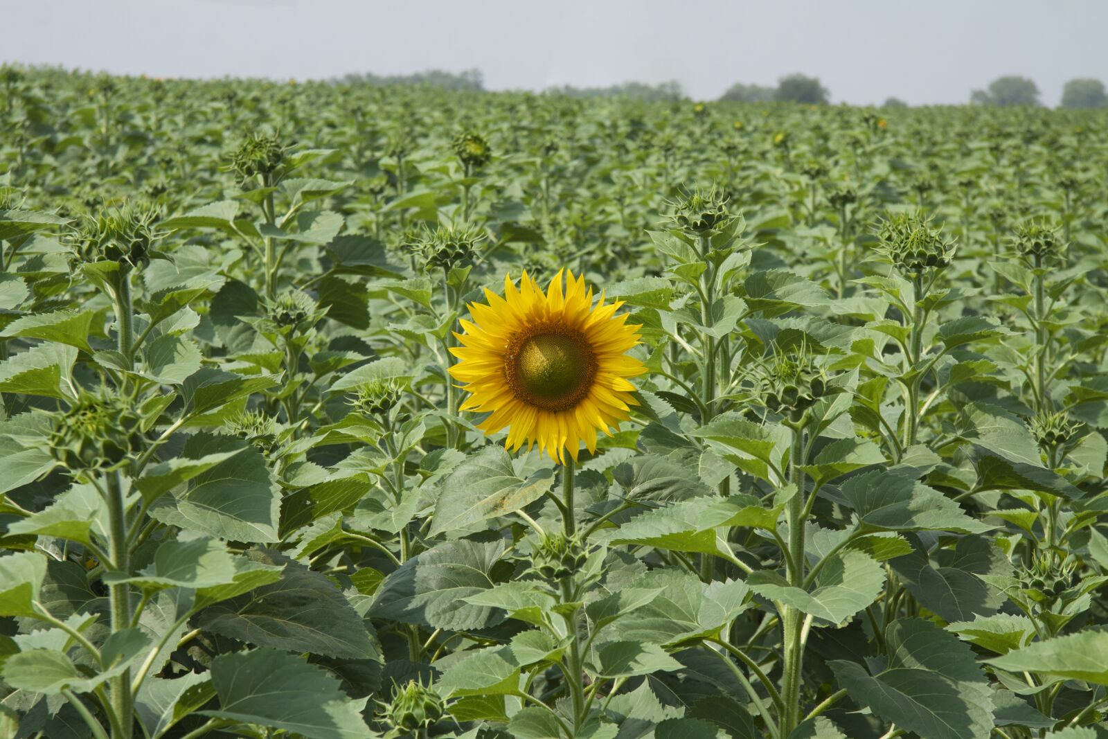 Canon EF-S 17-85mm F4-5.6 IS USM sample photo. Sunflower, field, summer photography