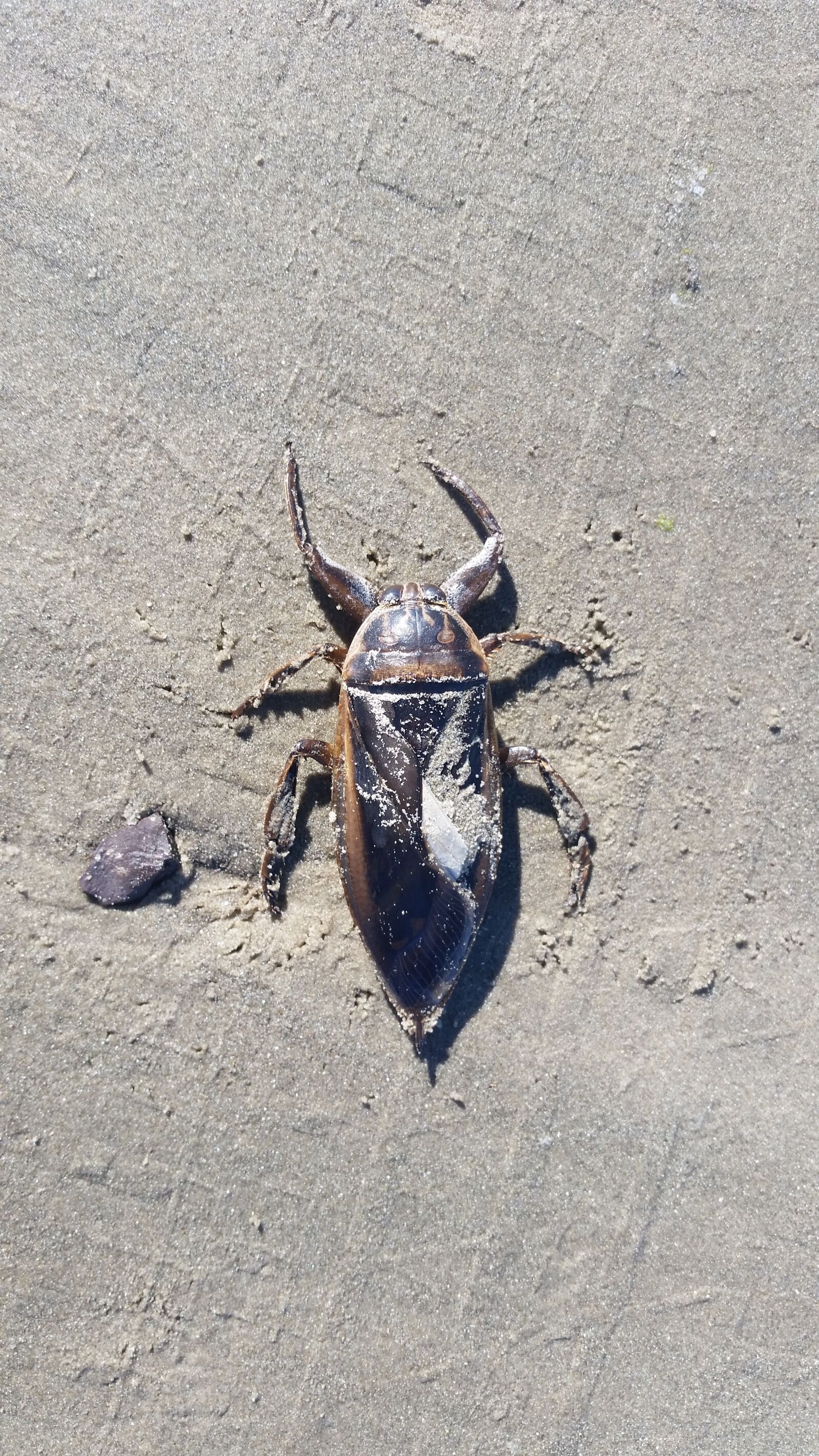 Samsung Galaxy S5 sample photo. Insect, sand, beach photography