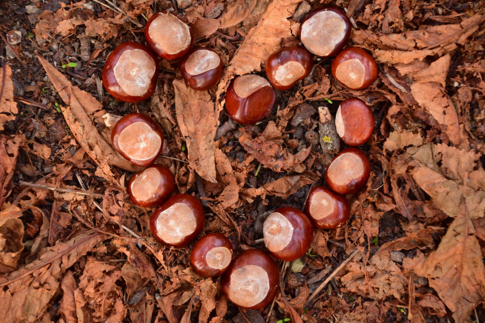 Nikon D3300 sample photo. Heart, chestnut, chestnut heart photography
