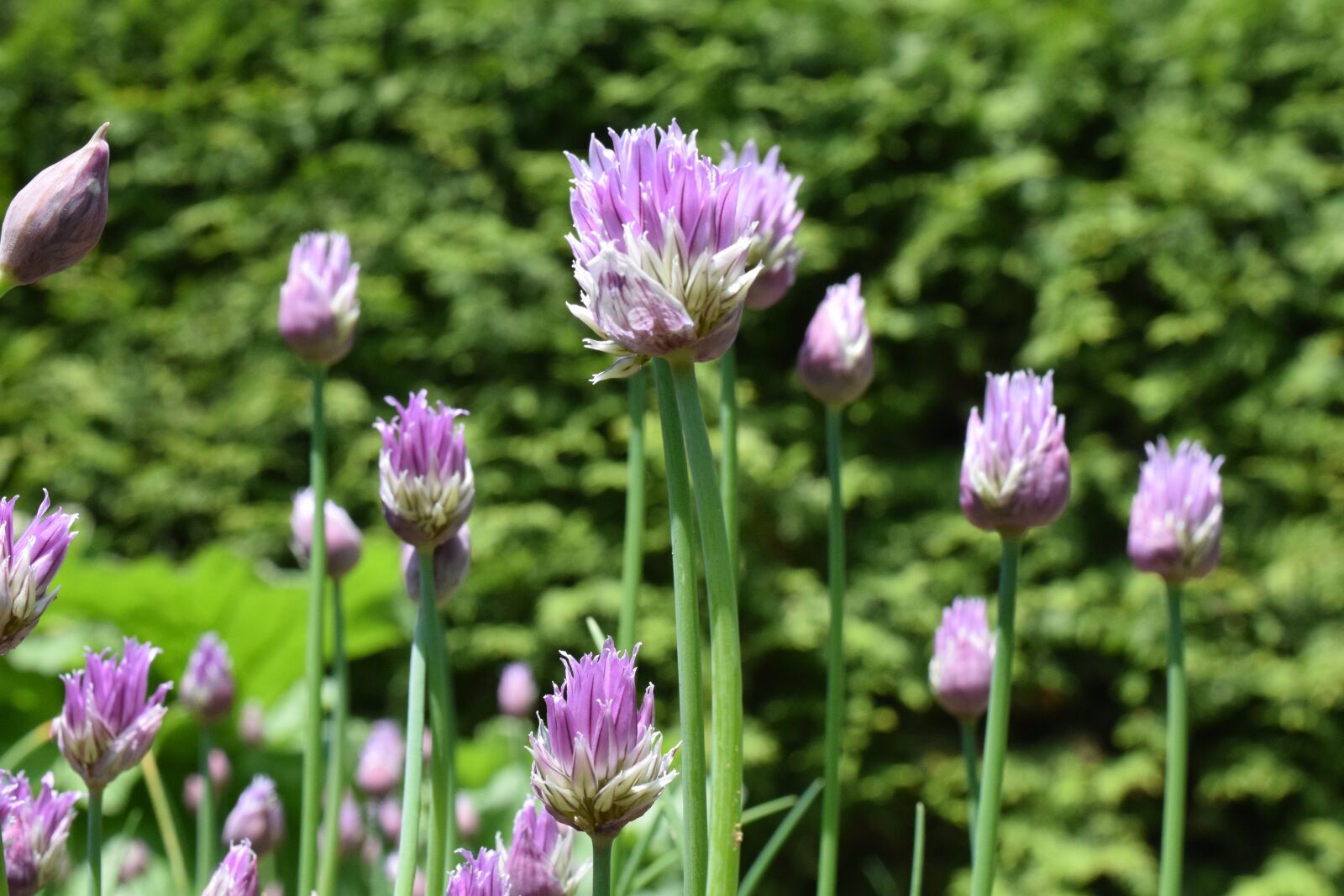 Nikon D3300 sample photo. Chives, blossom, bloom photography