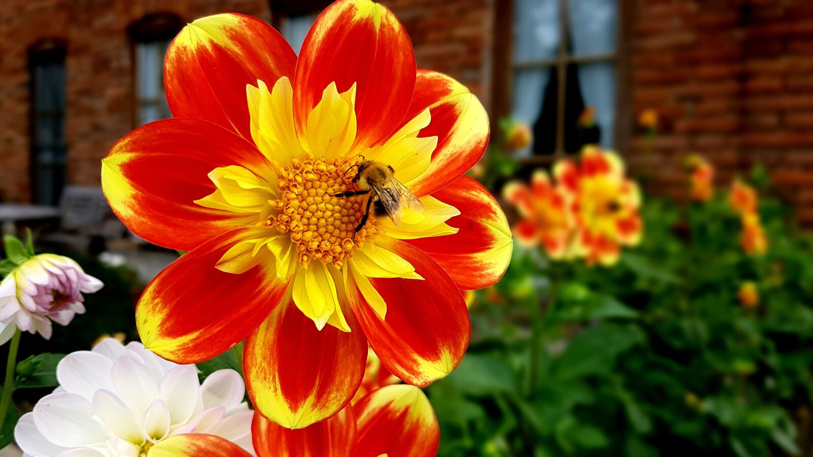 Samsung Galaxy S7 Edge sample photo. Dahlias, flower, hummel photography