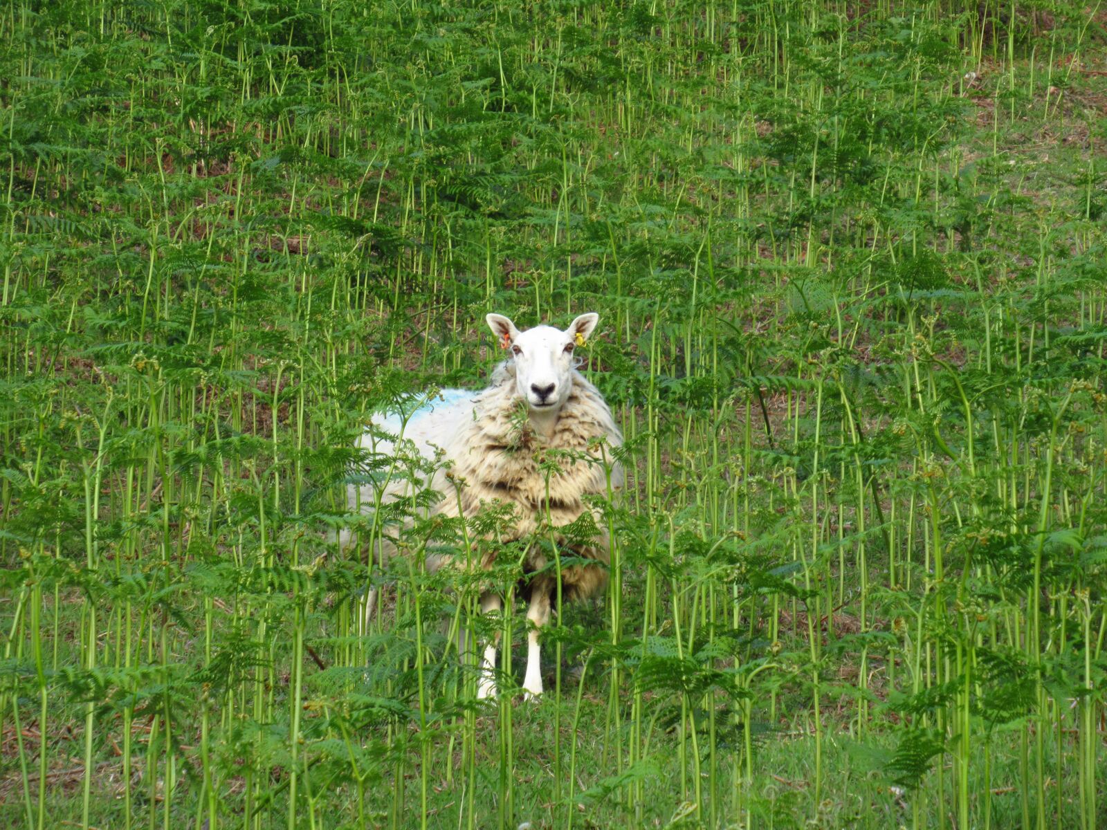 Canon PowerShot SX620 HS sample photo. Sheep, wales, britain photography